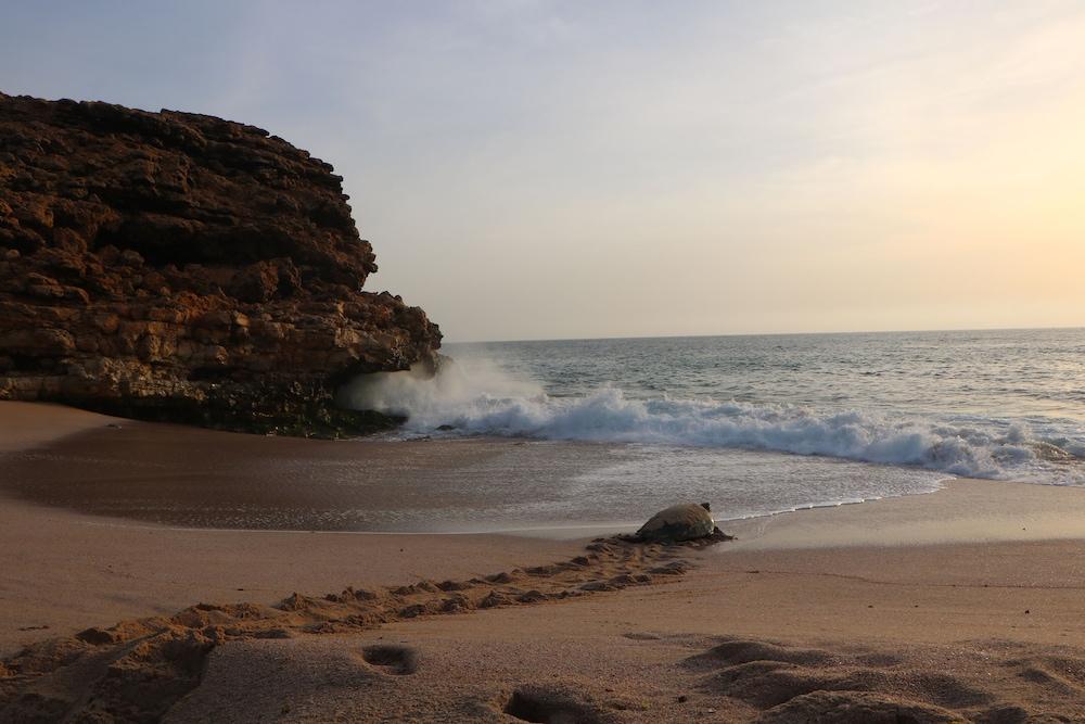 Ras Al Jinz Turtle Reserve Al Hadd Экстерьер фото