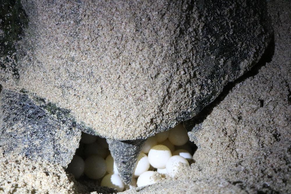 Ras Al Jinz Turtle Reserve Al Hadd Экстерьер фото