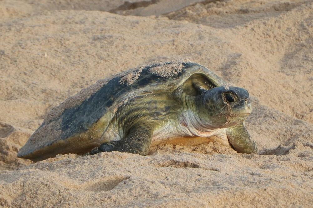 Ras Al Jinz Turtle Reserve Al Hadd Экстерьер фото