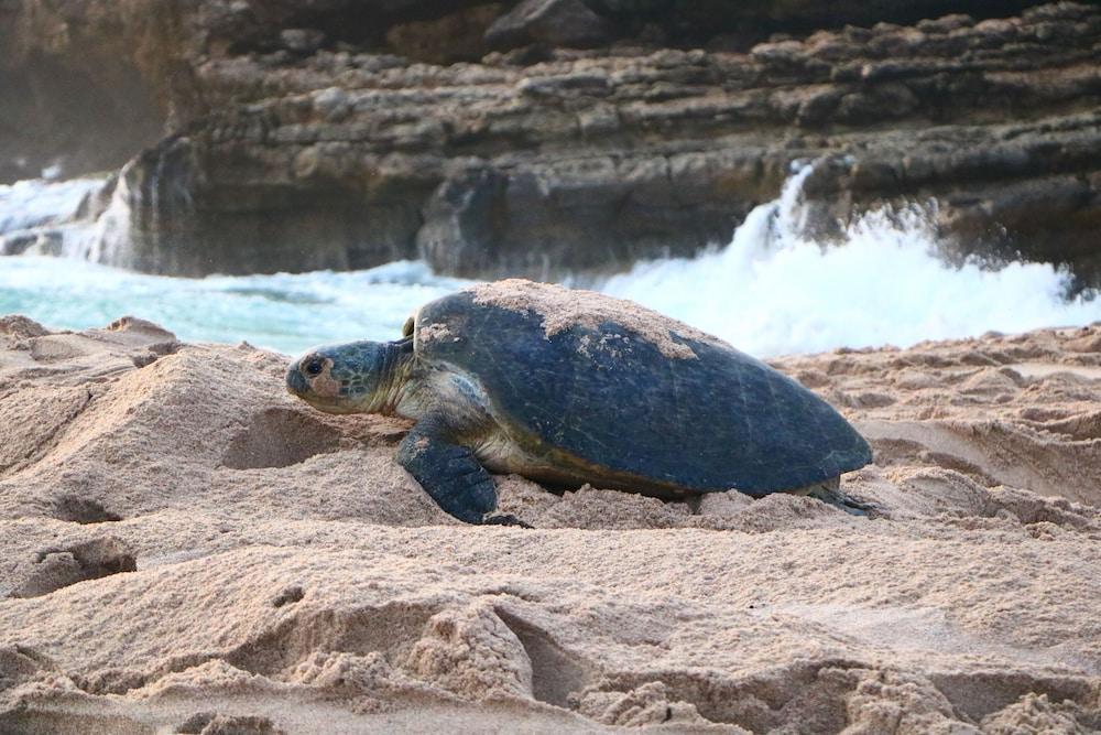 Ras Al Jinz Turtle Reserve Al Hadd Экстерьер фото