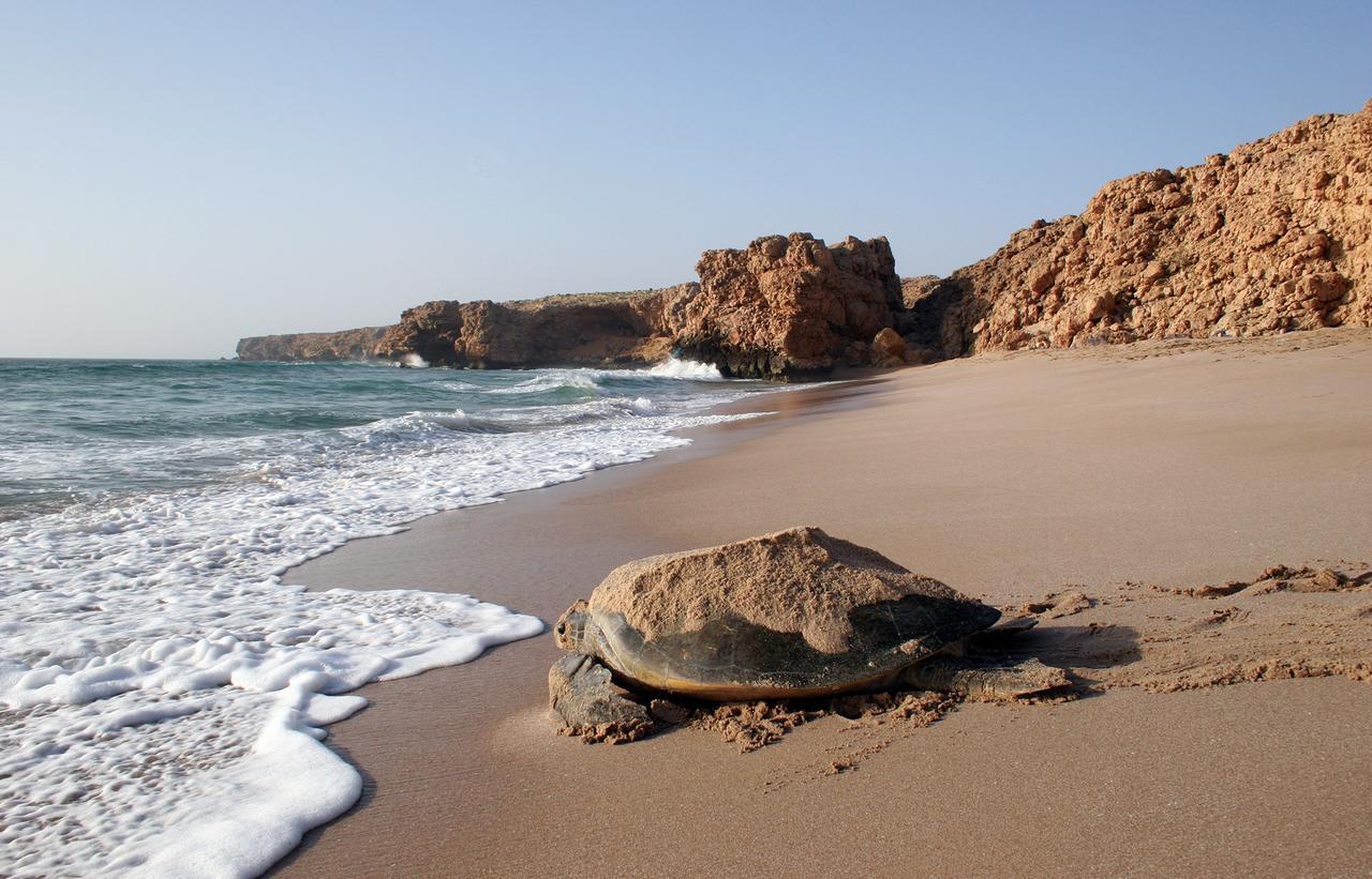 Ras Al Jinz Turtle Reserve Al Hadd Экстерьер фото